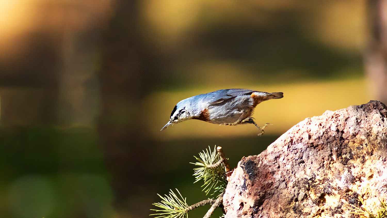 Krüper's Nuthatch